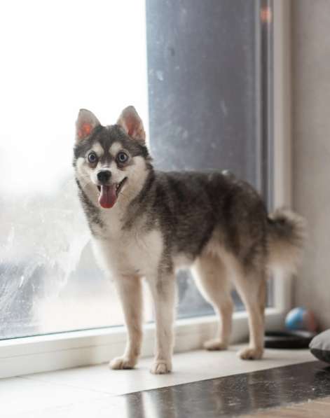 Аляскинский кли-кай Волчек в добрые руки в Москве фото 5