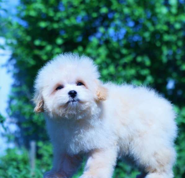 Мальтипу Ф1 щенки мини в Москве