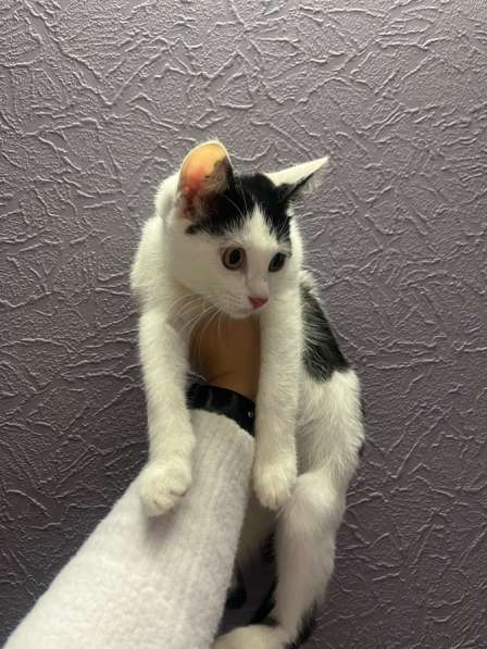Котята в Солнечногорске