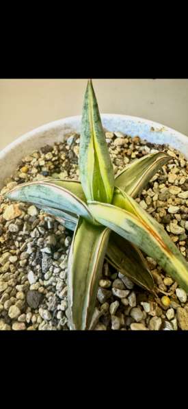 Сансевиериии