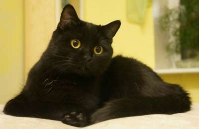 Отдам даром Кошка Мишель - почти британочка в Санкт-Петербурге фото 4