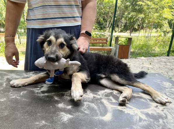 Хорошенький щенок с пушистыми ушками в Санкт-Петербурге фото 16