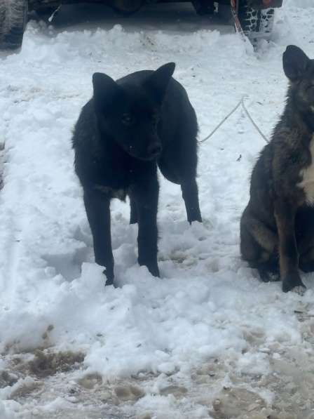 Щенки 6 месяцев помесь ВЕО в Калуге фото 6