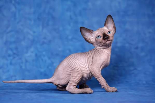 Питомник канадских сфинксов, эльфов, бамбино в Самаре