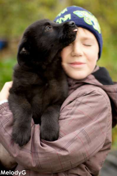 Щенок, мальчик 4 месяца в добрые руки в Санкт-Петербурге фото 3