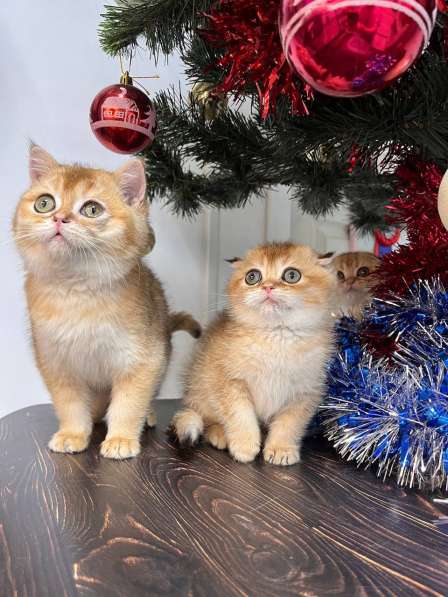 Шотландская золотая шиншила вислоухая в Новороссийске