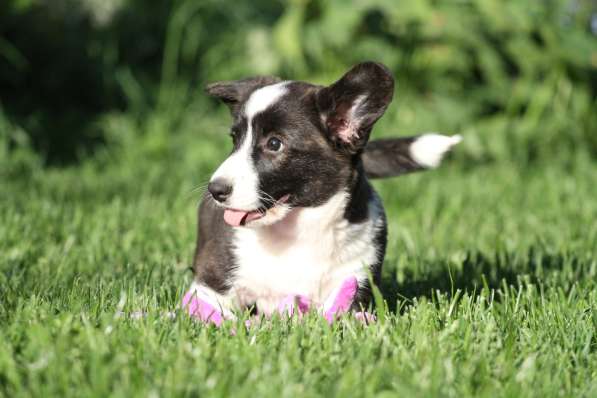 Щенок вельш корги кардиган в Москве