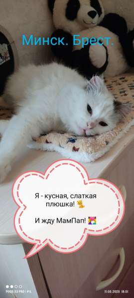 Кошечка плюшка в Дар