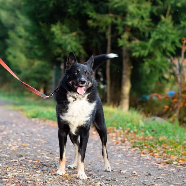 Роскошный молодой пёс в Санкт-Петербурге фото 5