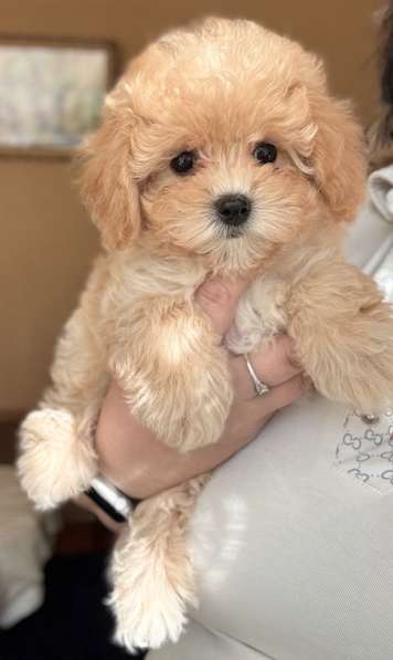 Puppies of different breeds в фото 8