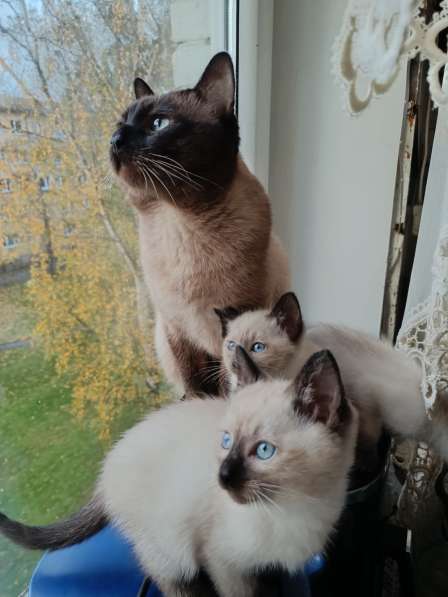 Тайские котята