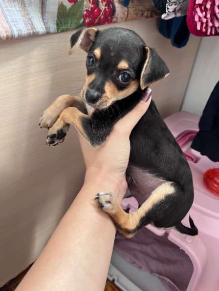 Мини той терьер в Краснодаре