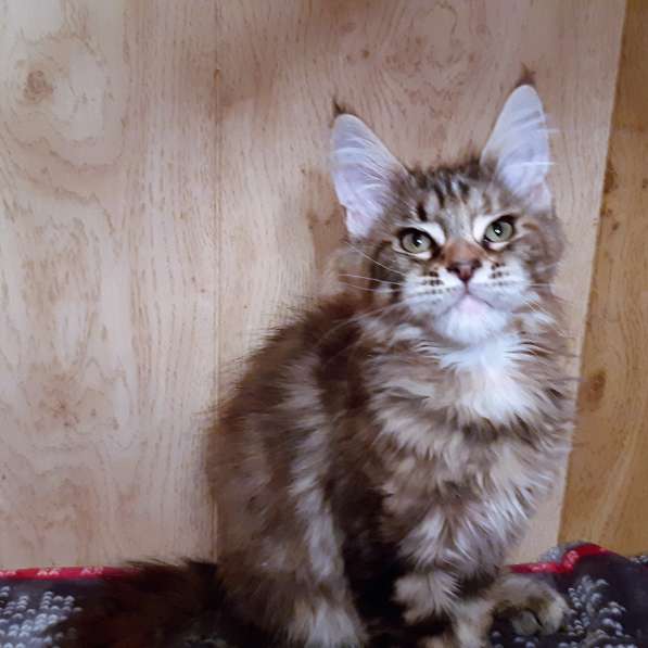 Рыжики из питомника в Екатеринбурге фото 66