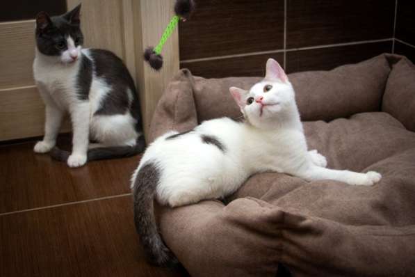 Три котенка в добрые руки в Москве