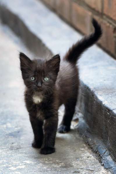 Отдадим очаровательных черно-белых котят в Таганроге