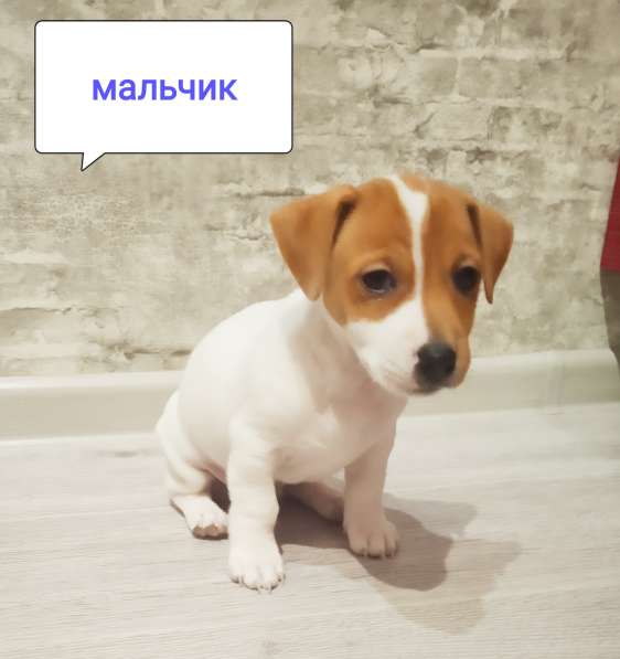 Продаются щенки Джек Рассел терьера в Дмитрове фото 4