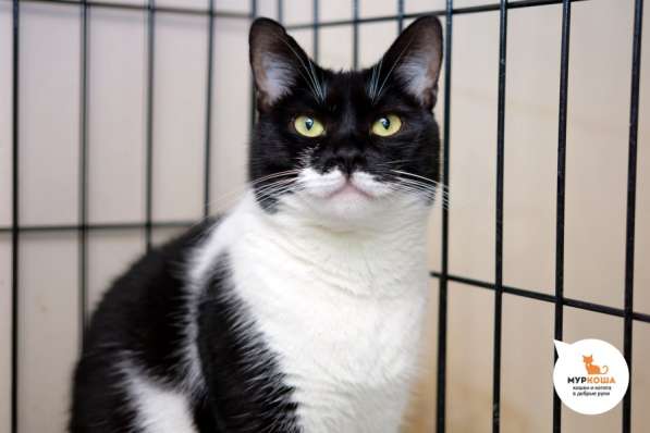 Общительная Маргоша ищет семью и дом