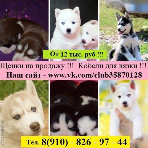 Щеночки хасски. и кобели хаски для вязки в Угличе