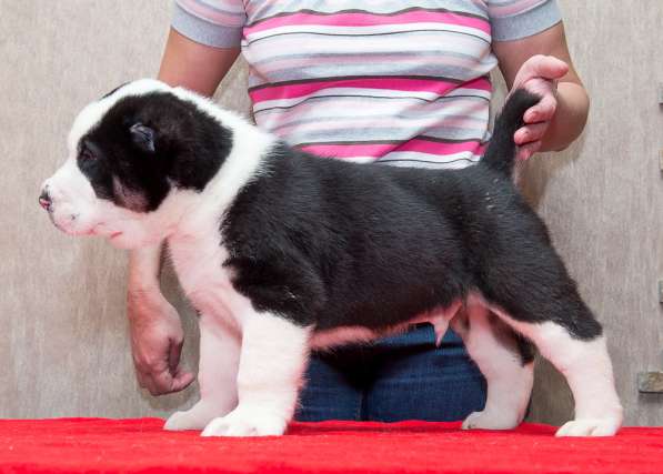 Девочка алабай от Грандчемпионов в Новосибирске фото 10