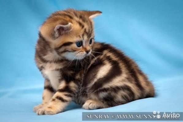 Британские котята в Балаково