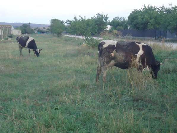 Коровы бычки телята Челябинск