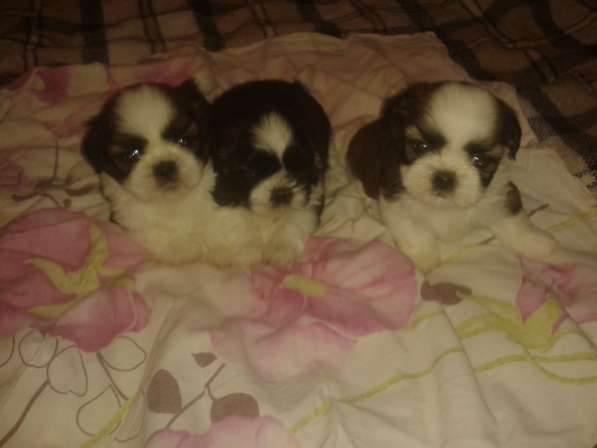 Щенки Ши-тцу в Истре фото 10