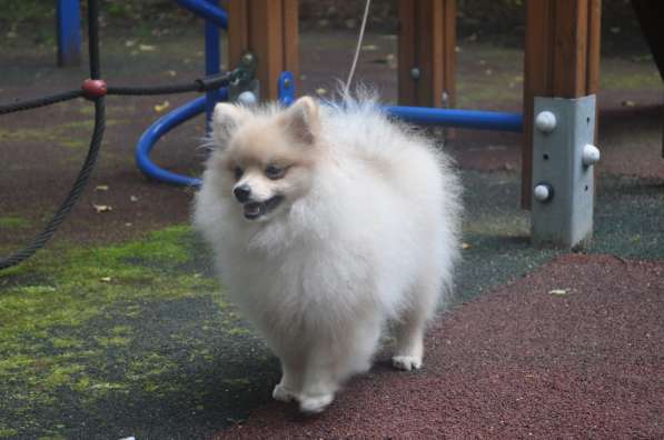 Себастьян Барон С Рублевки в Москве фото 3