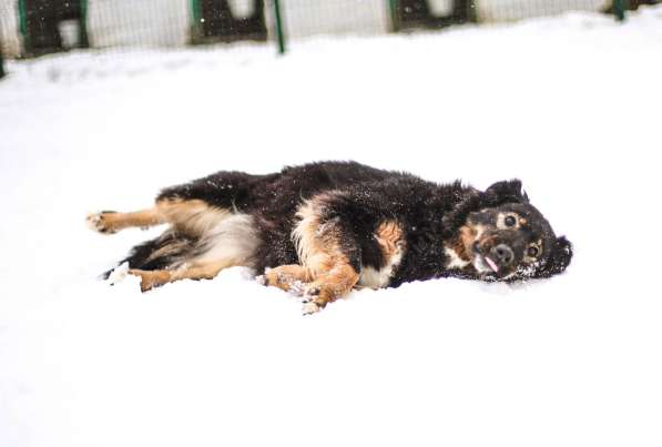 Собака-терапевт Пайпер ищет семью в Москве фото 12