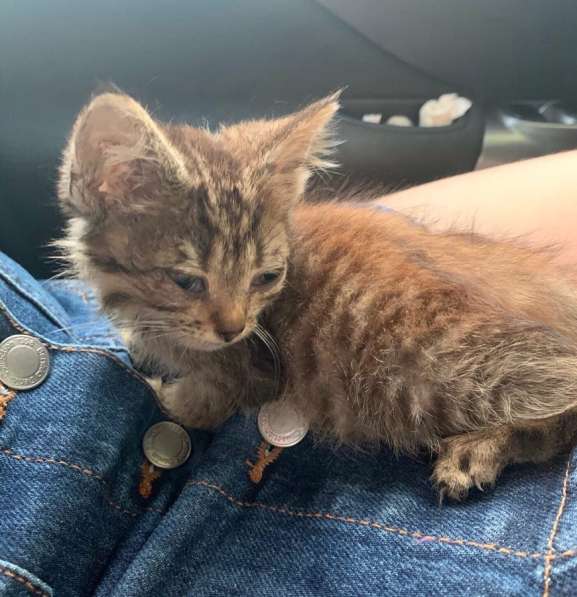 Серый котенок в Краснодаре фото 4