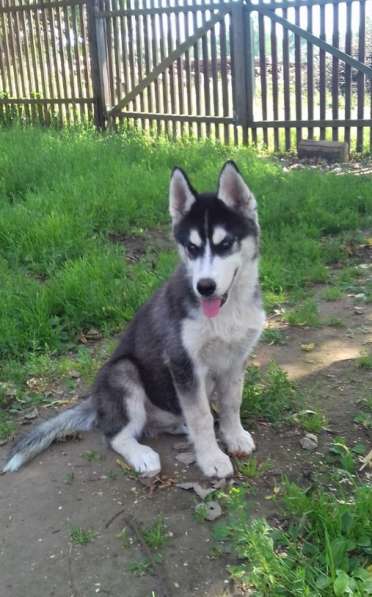 Мальчик Хаски в Москве фото 7
