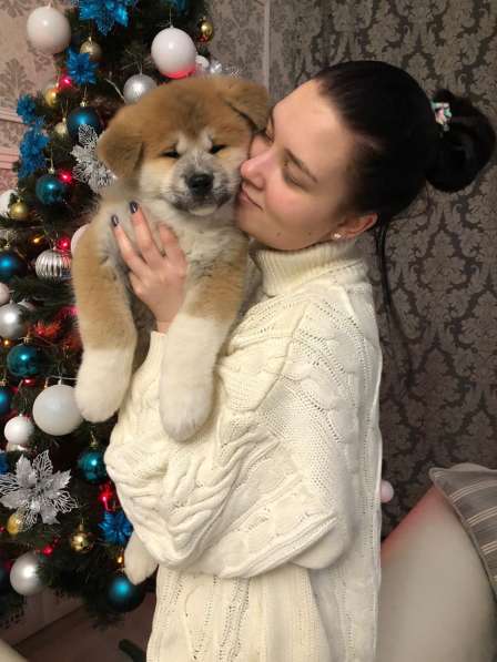 Акита ину щенки в Москве фото 4