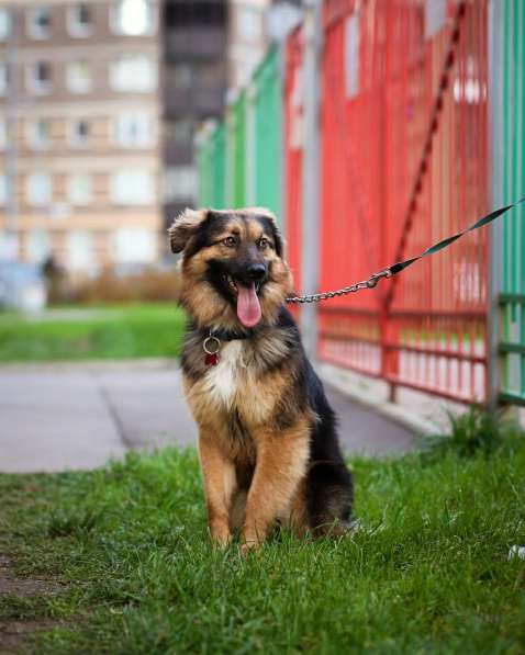 Небольшой ласковый и пушистый пёс в Санкт-Петербурге фото 5