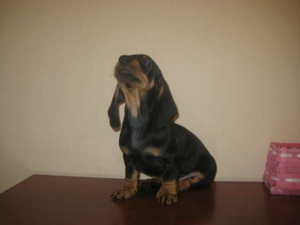 Щенок таксы стандартный в Москве