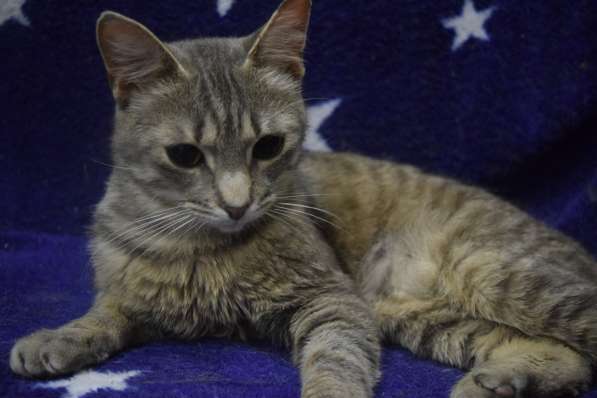 Тактичный котик Лютик ищет дом 9 месяцев в Санкт-Петербурге