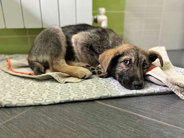 Очень милая девочка-щенок Мила ищет добрые руки в Москве фото 3