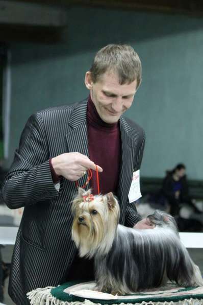 Щенки йоркширского терьера шоу класса (миники) в 