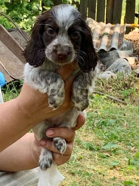 Продаются щенки русского охотничьего спаниеля в Москве