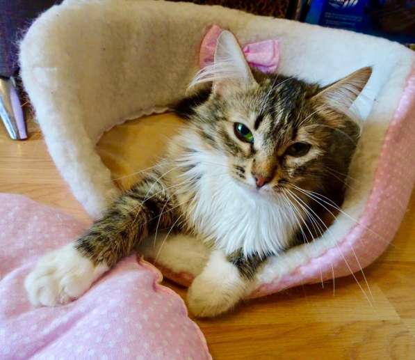 Шикарная пушистая трехцветка Джулия в добрые руки в Москве фото 5