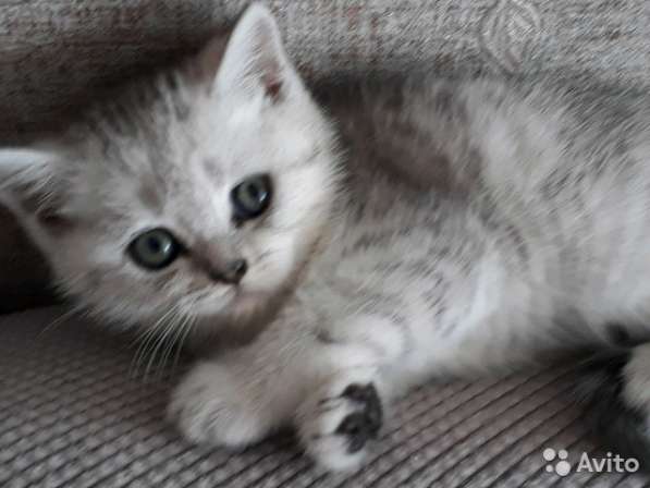 Котята-вислоухие и прямоухие в Костроме фото 18