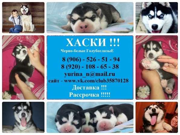 Черно-белые голубоглазые щеночки хаски