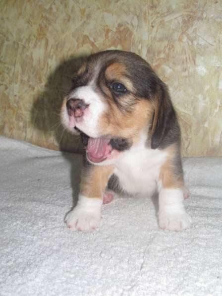 Щенки бигля. Питомник биглей БЕВАН-ДО (РКФ) в Москве фото 8