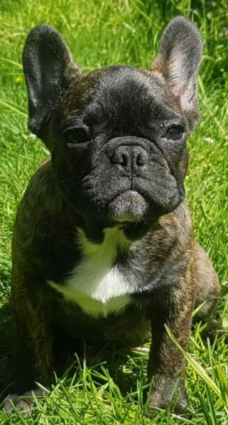Французский бульдог в фото 3