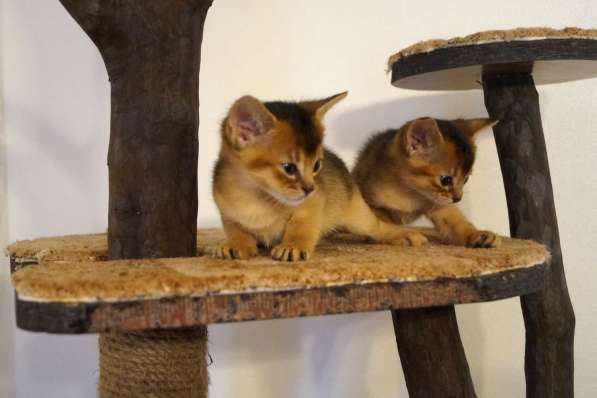 Абиссинские красотки в Туле фото 18