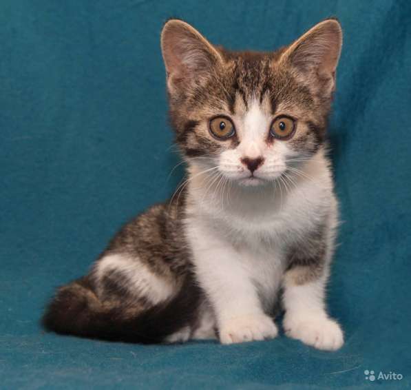 Очаровательные котята-девочки 1,5 мес в Санкт-Петербурге фото 3