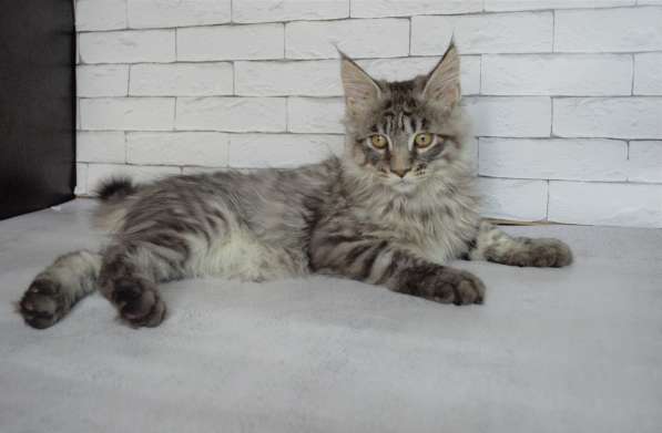 Maine Coon, color silver в Санкт-Петербурге