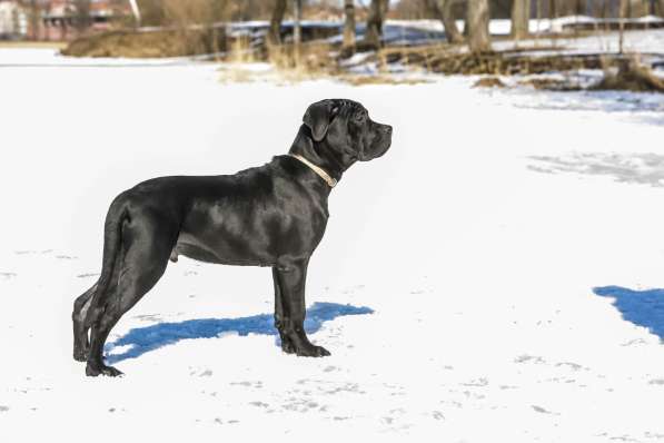 Щенки Кане корсо в Санкт-Петербурге фото 12