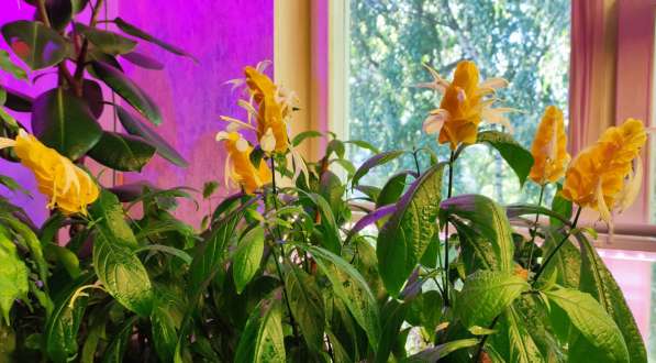 Пахистахис - тропический цветок экзот - от ростков до кустов в Санкт-Петербурге фото 5