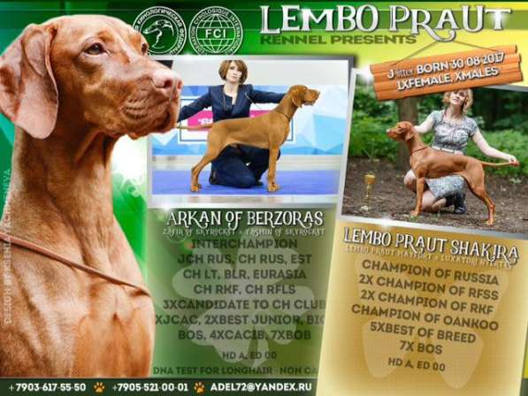 Щенки венгерской выжлы в Москве фото 4