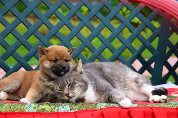 Предлагаются щенки Сиба в Уфе фото 9