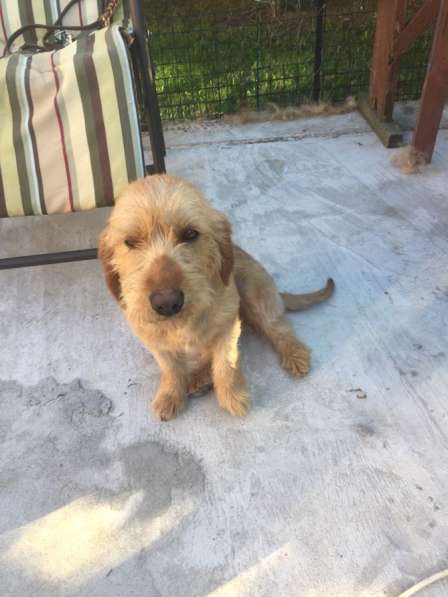 Дрессировка собак в Москве фото 10